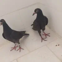 کبوتر