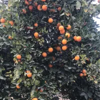نیازمند باغبان