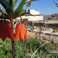 عسل طبیعی با کیفیت عسل وحشی و قیمت عسل کندو
