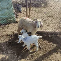 ی عددکهره کوچک لنگ دوقلو بفروش می‌رسد