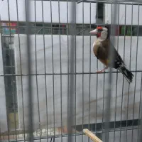 ماده سهره مست تاتی بده