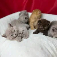 کلوپ شادی و نشاط پشمالوهای بازیگوش