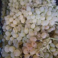 انگور عسکری فروشی