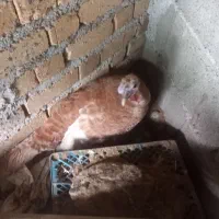 تخم بوقلمون بوقلمون ماده وخروس دوتا