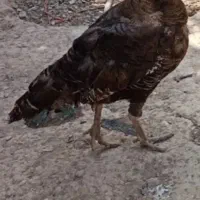 بوقلمون ماده