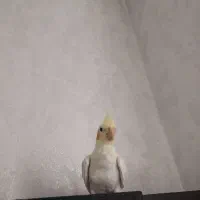 عروس هلندی ۶ ماهه کاملا سالم ودستی