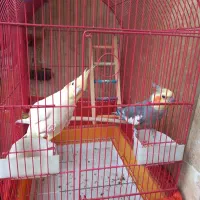 عروس هلندی