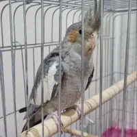 عروس هلندی جوان ماده