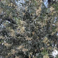 باغ طارم