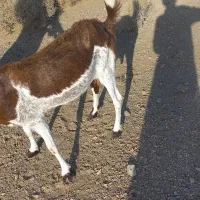 بز بربری سه قلو زا