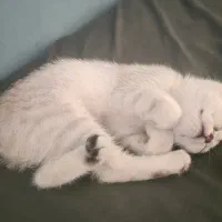 بریتیش ۴ ماهه