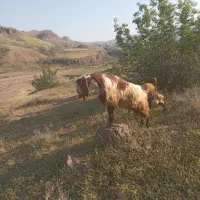 فروش دو رس بز نر پاکستانی