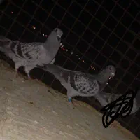 کبوتر آلمانی