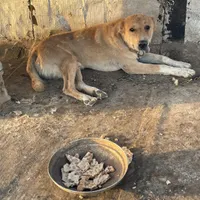 سگ نگهبان|سگ|قم, بیانی|دیوار