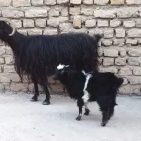 بز و بزغاله ماده جوام سالم سرحال مناسب نگهداری