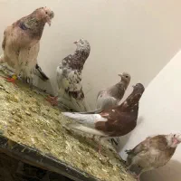 کبوتر سرور|پرنده|نسیم‌شهر, |دیوار