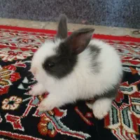 خرگوش خوشکل و سرحال