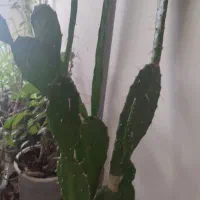 گل و گیاه|گل و گیاه طبیعی|قوچان, |دیوار