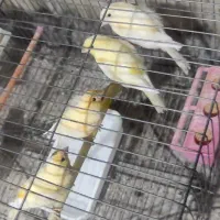 چهارعدد جوجه قناری5ماهه،نر ماده
