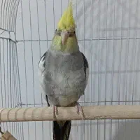عروس هلندی نر بالغ