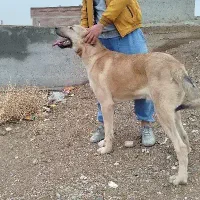 توله سگ ۱۵ ماهه عراقی