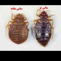 سمپاشی ضمانتی افسریه خاوران پیروزی اتابک ۱۷شهریور