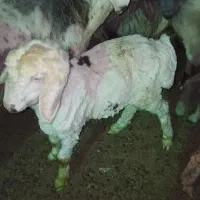 بره شیری چرایی