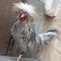 مرغ و خروس کوشین لاری برهما گلین مرندیی|حیوانات مزرعه|اصفهان, گورتان|دیوار