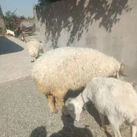 قوچ رودخانه