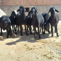 بره قوچ هترو سیاه زاغ