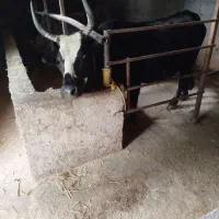 گاو چالوسی اصیل