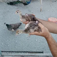 جوجه طاوس هندی و ابلق مصری