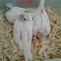 عروس هلندی البینو