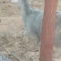کهره