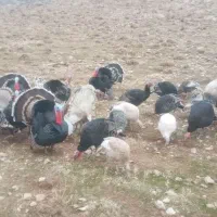 بوقلمون محلی