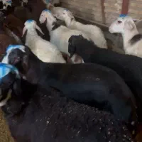بره