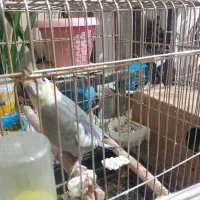 عروس هلندی گمشده