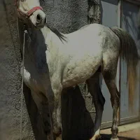 اسب نریان عرب مصری دوسر جهت کشش فقط کشش