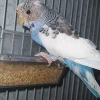 مرغ عشق