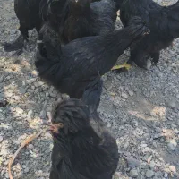 مرغ سیاه