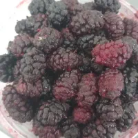 شاه توت تازه