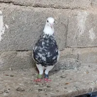 کبوتر‌طوقی