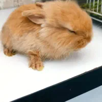 خرگوش