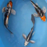 کوی زیباو خوشرنگ