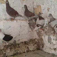 جوجه طوق ابی و مخمل  و پیازی و غوره سرخ و