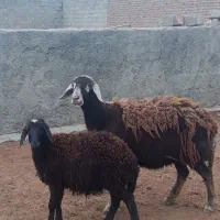 میش زائیده