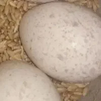 تخم بوقلمون