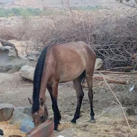 اسب فروشی