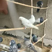 فروشی قیمت مناسب|پرنده|صائین قلعه, |دیوار