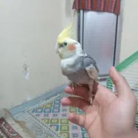 عروس هلندی نر ماده